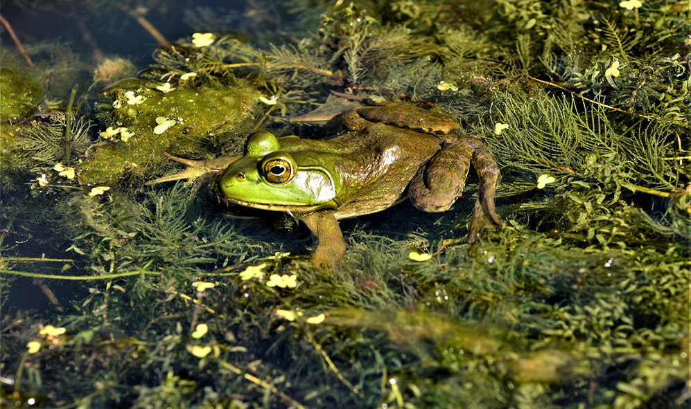 African Bullfrog