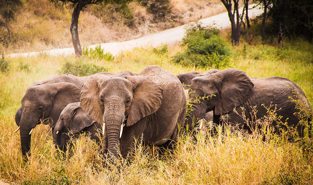 Discover Tanzania's Natural Wonders