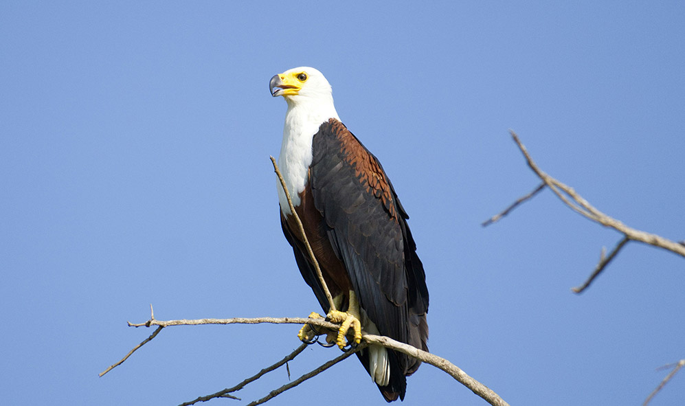 African Fish Eagle