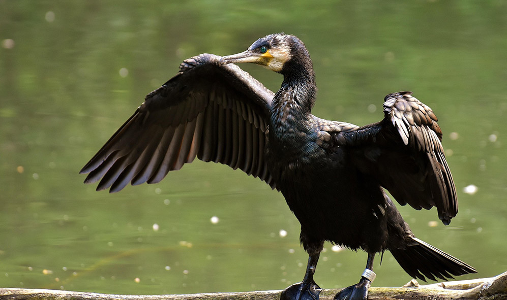 Great Cormorant