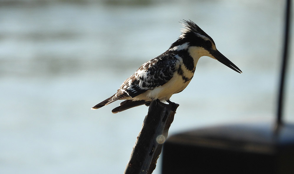 Pied Kingfisher