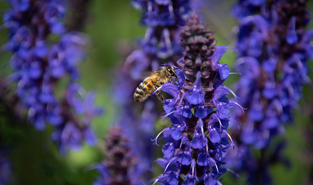 Africanized Honey Bee