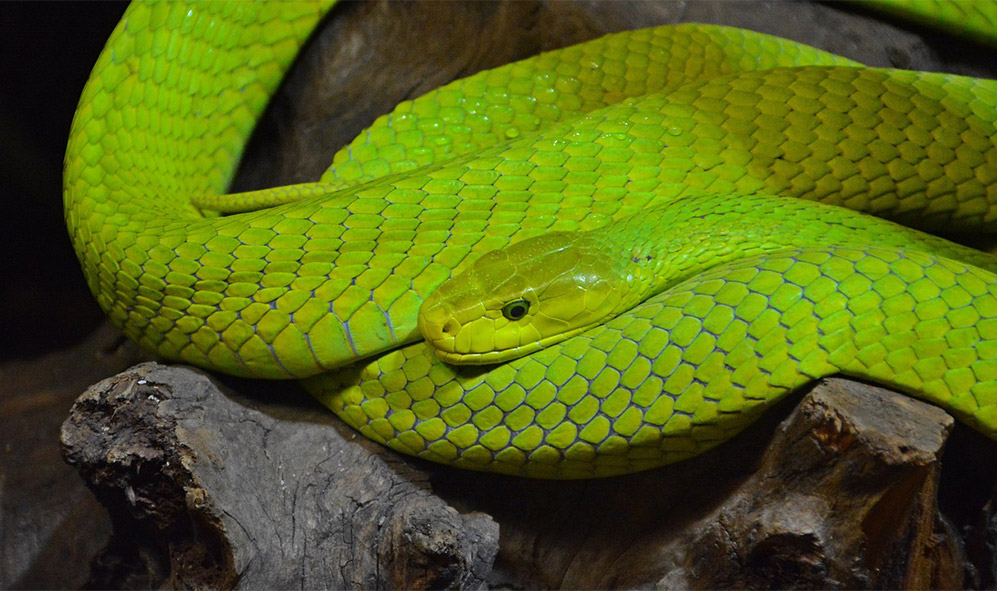 Eastern Green Mamba