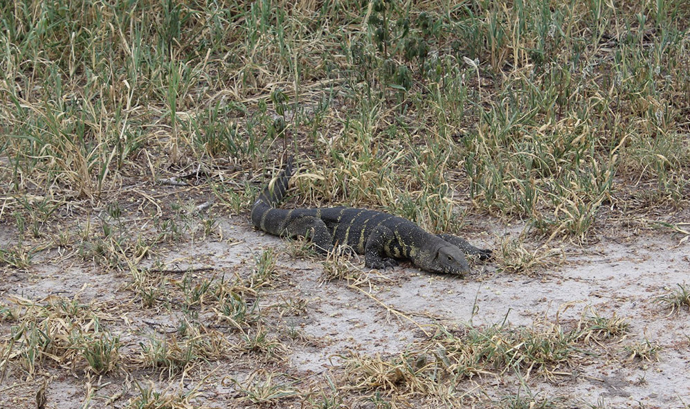 Nile Monitor Lizard