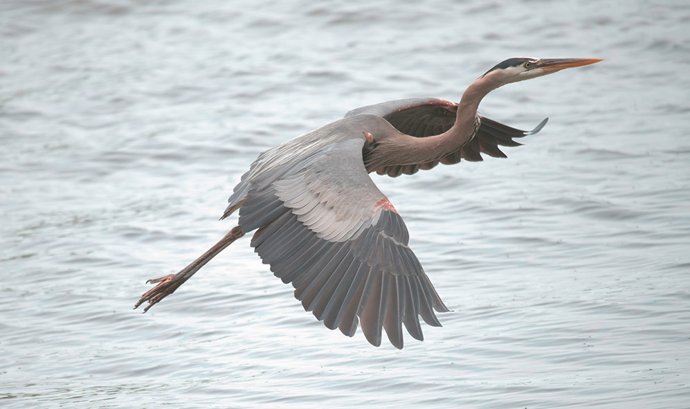 Grey Heron